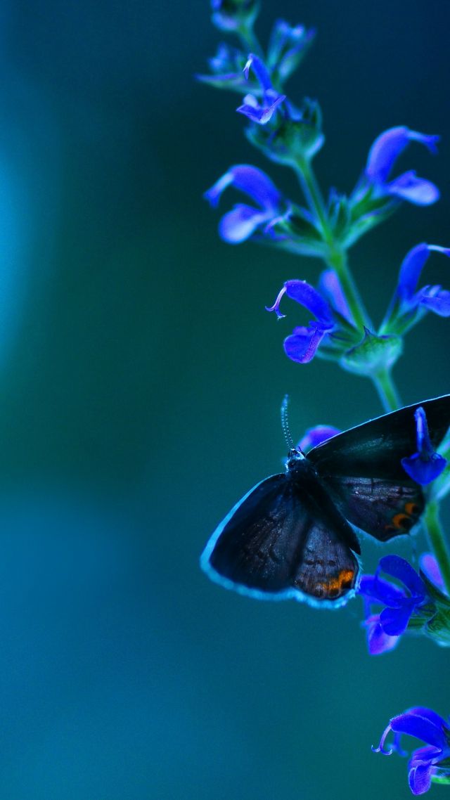 Бабочка, цветы, голубой, Butterfly, flowers, blue (vertical)