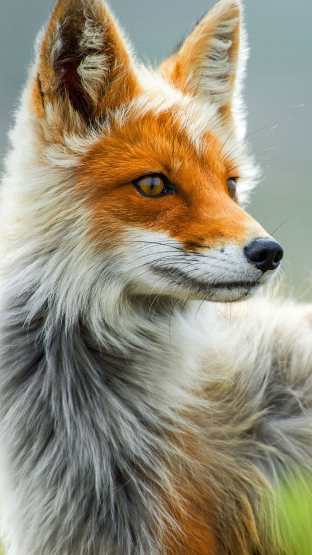 лиса, природа, дикая, животные, Fox, wild, gray, red (vertical)