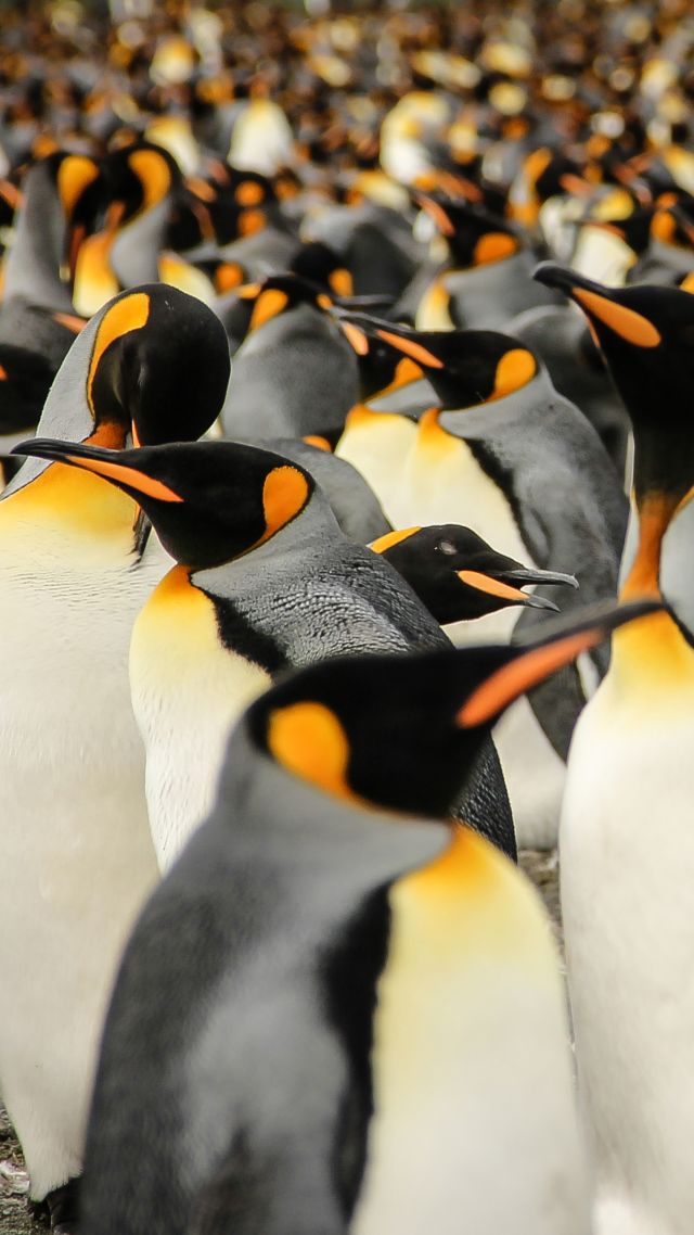 Королевские пингвины, Южная Грузия, птицы, 2015 Sony World Photography Awards, King penguins, South Georgia, birds, 2015 Sony World Photography Awards (vertical)