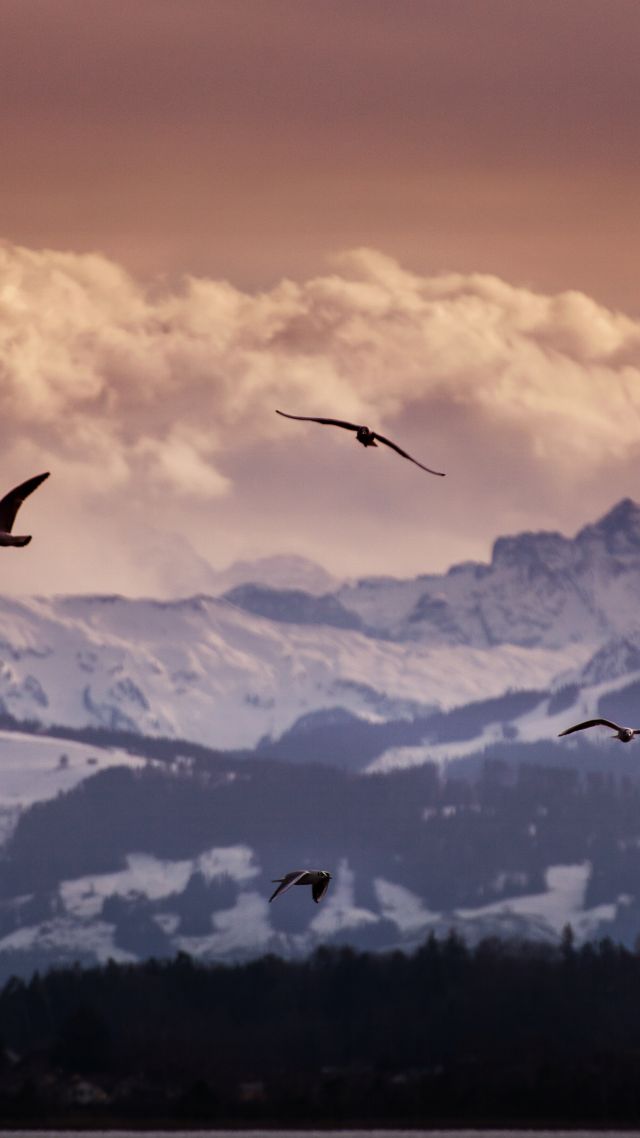 Швейцария, 5k, 4k, 8k, Альпы, горы, чайки, облака, Switzerland, 5k, 4k wallpaper, 8k, Alps, mountains, seagulls, clouds (vertical)