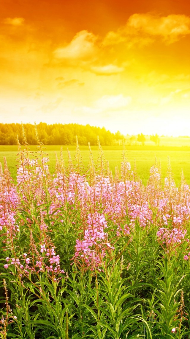 небо, 4k, HD, закат, поле, цветы, sky, 4k, HD wallpaper, sunset, field, flowers (vertical)