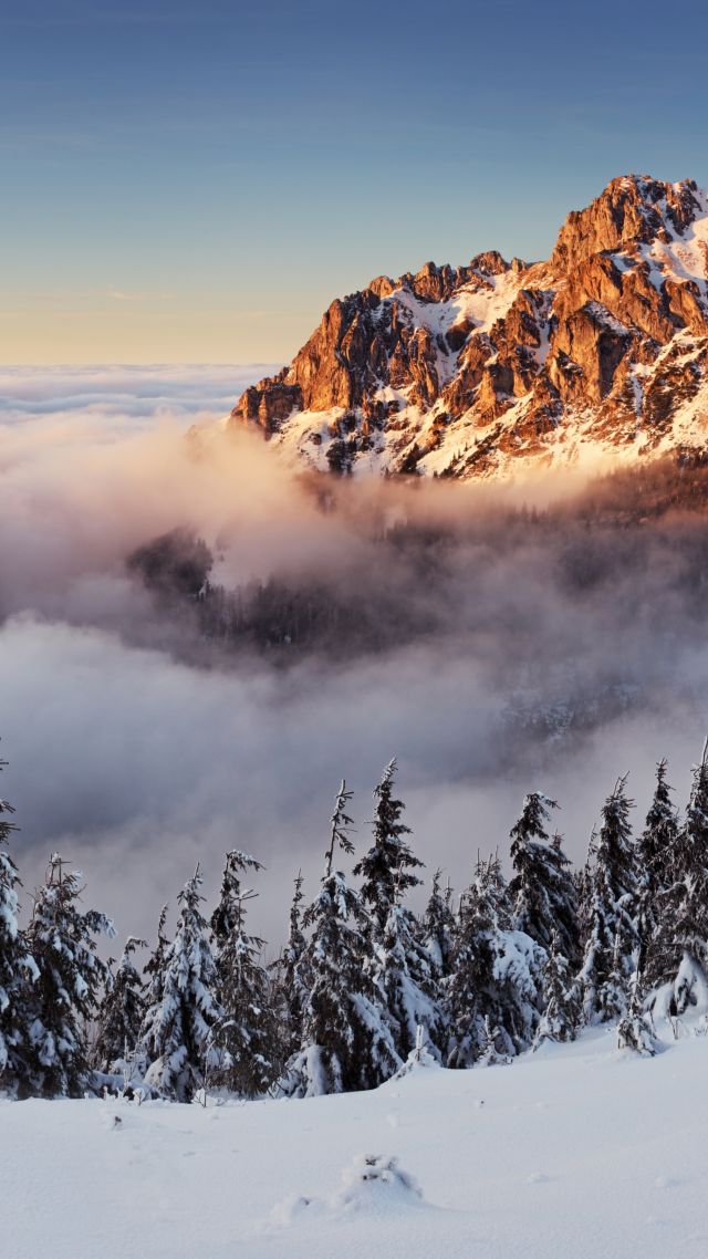Словакия, 4k, 5k, горы, туман, сосны, снег, Slovakia, 4k, 5k wallpaper, 8k, mountains, fog, pines, snow (vertical)