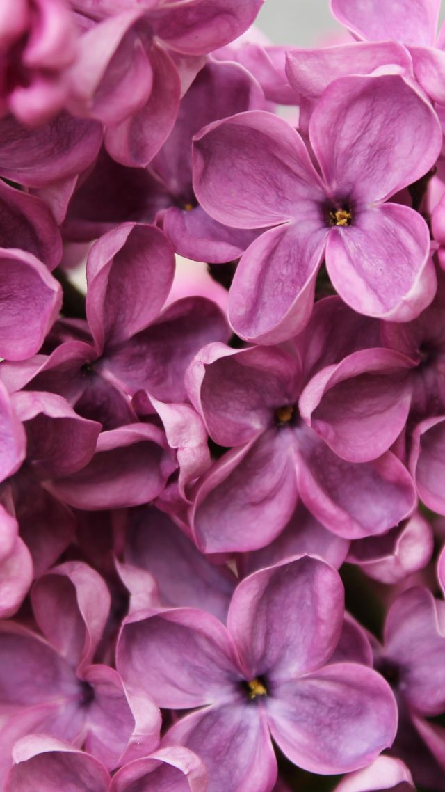 Сирень, 4k, 5k, цветы, фиолетовый, макро, Lilac, 4k, 5k wallpaper, flowers, purple, macro (vertical)
