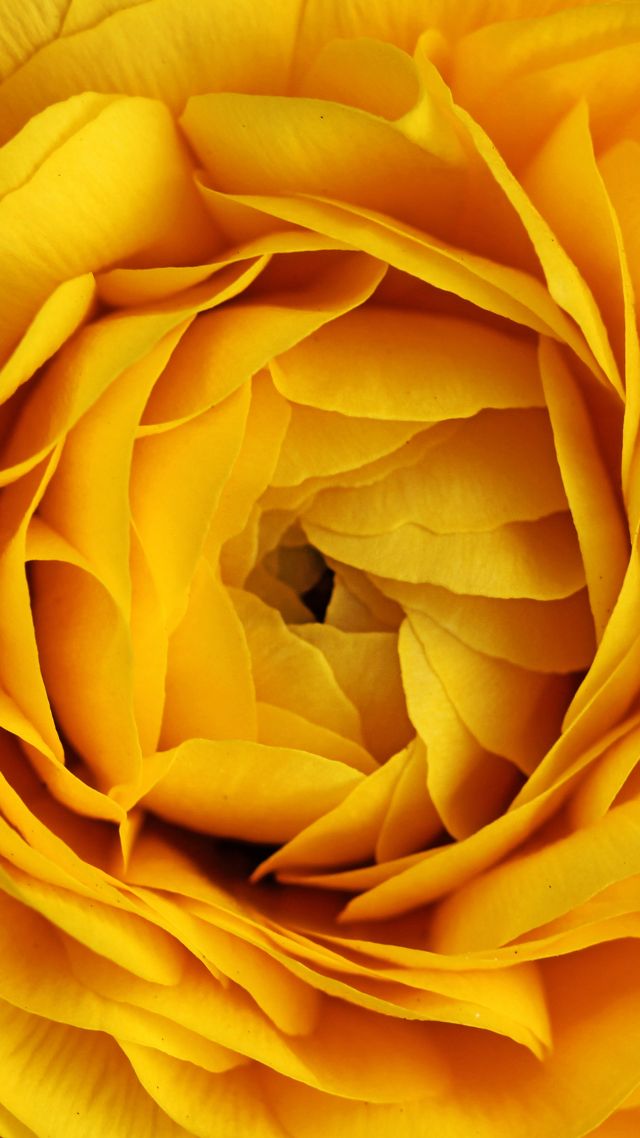роза, 4k, 5k, цветы, желтый, макро, Rose, 4k, 5k wallpaper, flowers, yellow, macro (vertical)