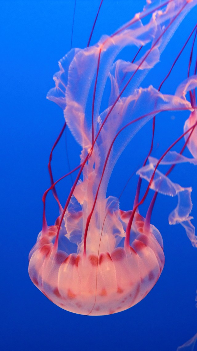 Розовая медуза, Аквариум Монтерей-Бей, дайвинг, туризм, Pink Jellyfish, Monterey Bay Aquarium, diving, tourism (vertical)