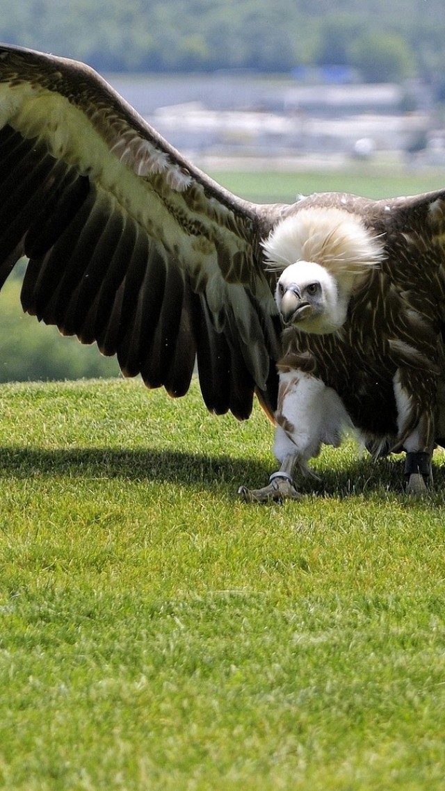 орел, зеленая трава, крылья, природа, дикая, Eagle, green grass, wings, nature, wild (vertical)