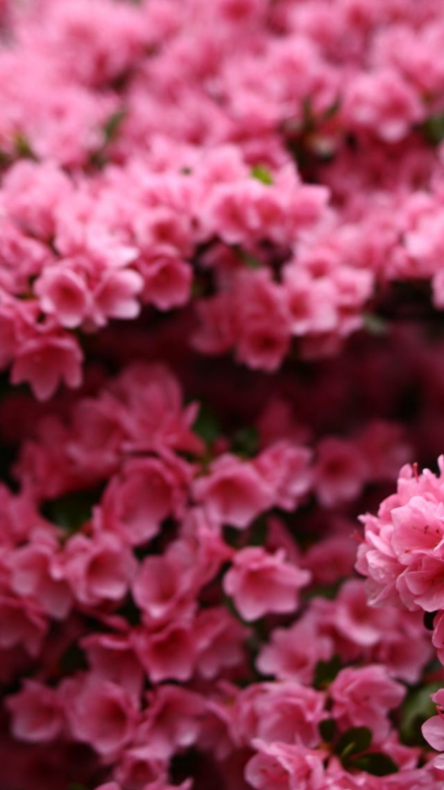 Цветы, 5k, 4k, розовый, весна, Flowers, 5k, 4k wallpaper, pink, spring (vertical)