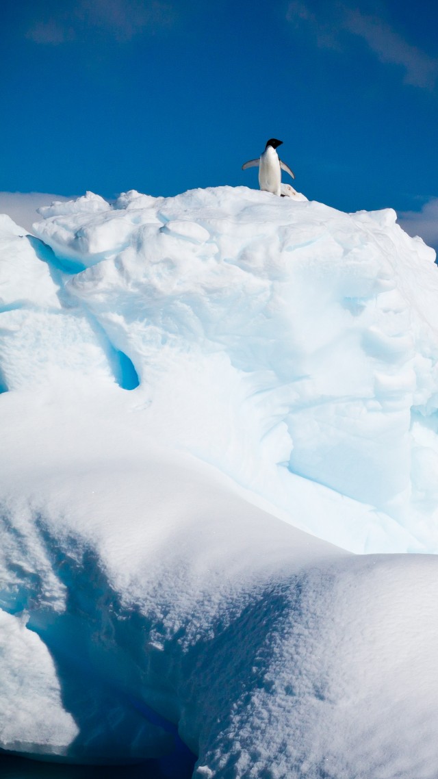 Антарктида, пингвин, айсберг, снег, Antarctica, penguin, iceberg, snow (vertical)