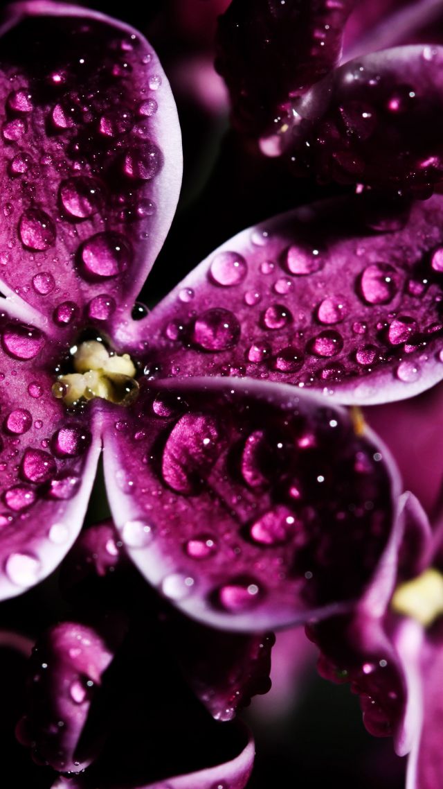 Сирень, 5k, 4k, 8k, фиолетовый, капли, Lilac, 5k, 4k wallpaper, 8k, purple, drops (vertical)