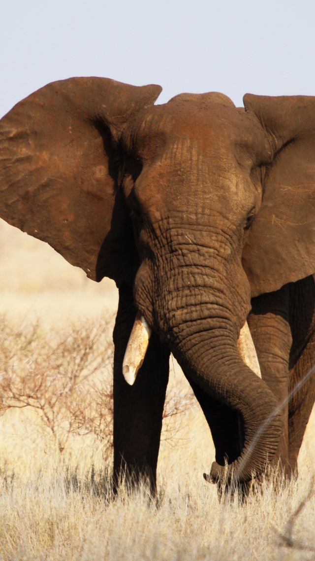 Слон, Национальный парк Крюгера, Африка, Elephant, Kruger National Park, Africa, wildlife (vertical)