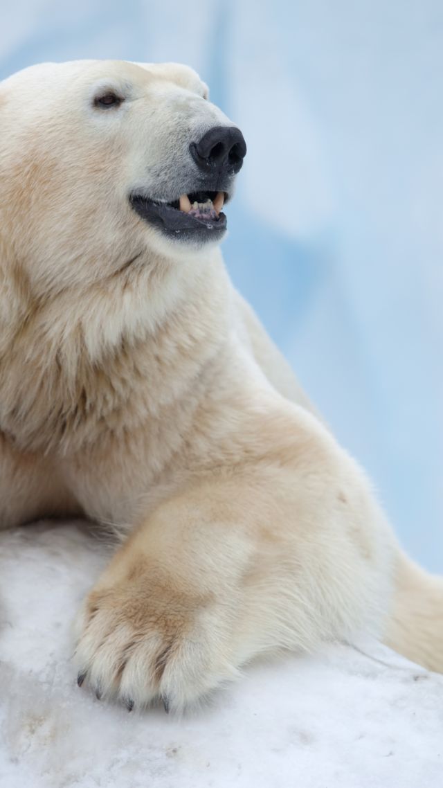 Белый медведь, Антарктида, медведь, Polar Bear, Antarctica, bear (vertical)