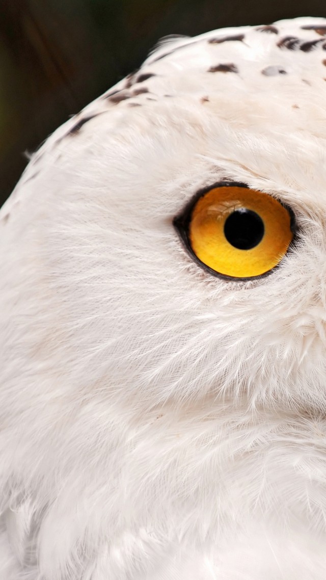 снежная сова, портрет, желтые глаза, дикая природа, snowy owl, yellow eyes, portrait, wild nature (vertical)