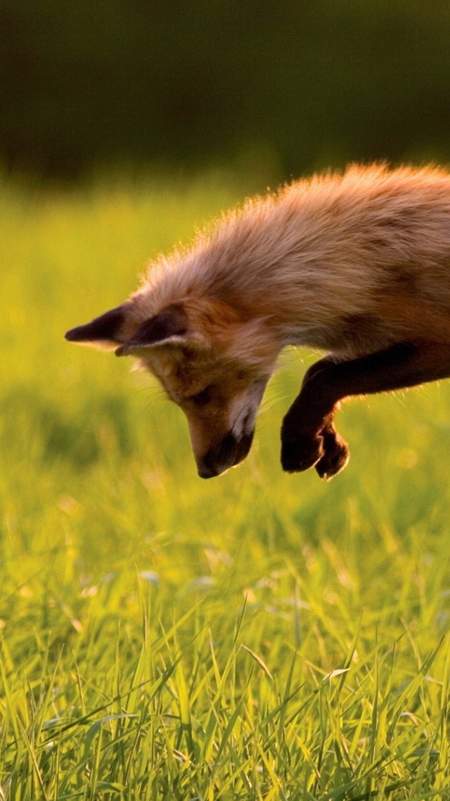 лиса, красная, зеленая трава, прыгает, солнечный день, дикая природа, Red Fox, green grass, jumping, sunny day, wild nature (vertical)