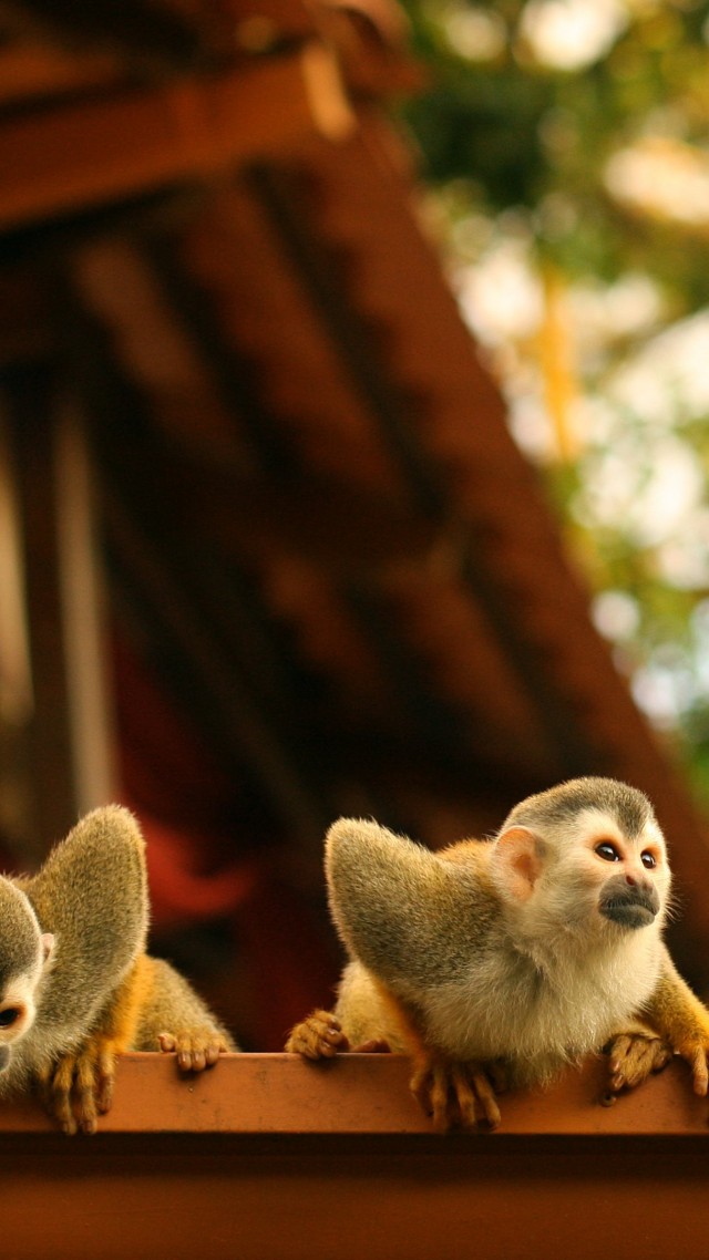 обезьяны, Паукообразные обезьяны, Коста-Рика, Monkeys, Atelidae, Costa Rica (vertical)