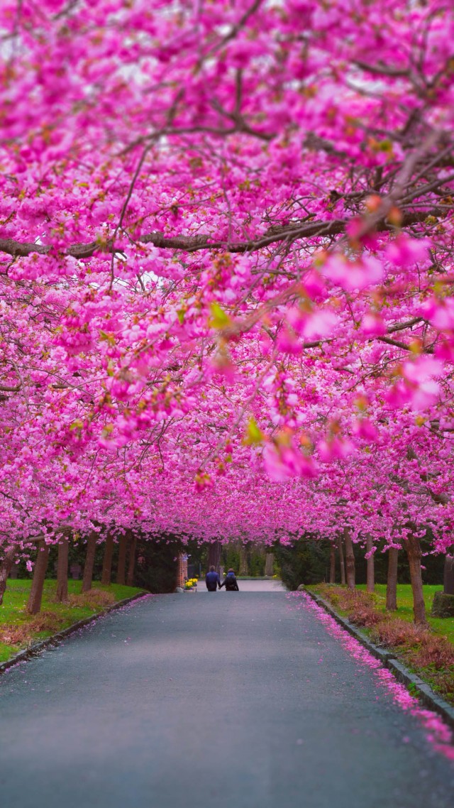 Сакура, 4k, 5k, цветет, весна, trees, 4k, 5k wallpaper, sakura, spring (vertical)