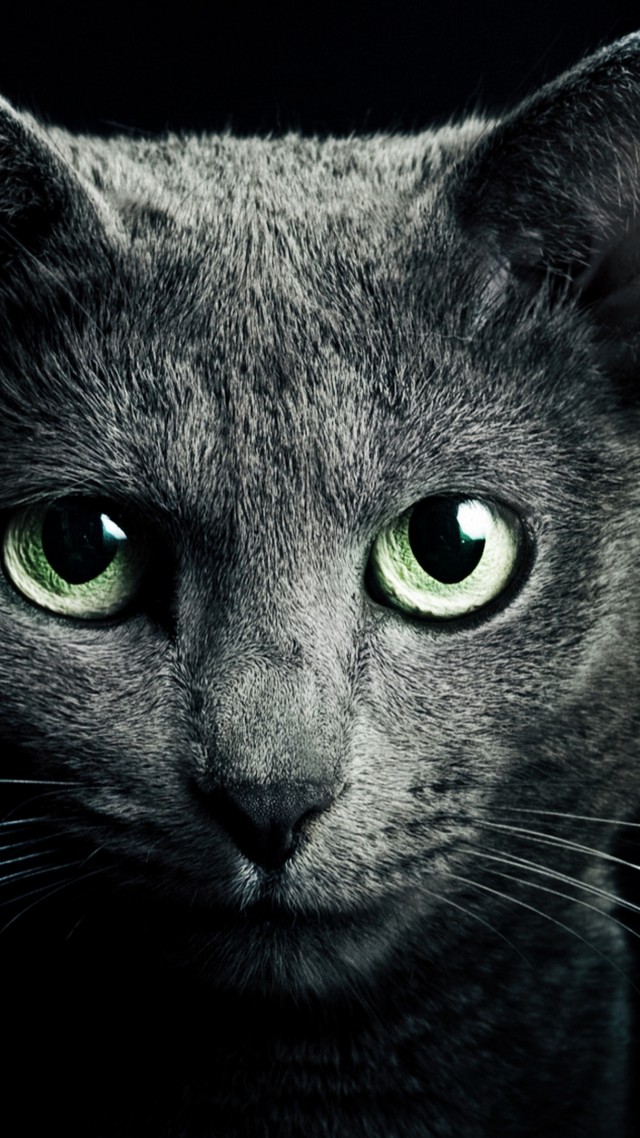 кошка, кот, котенок, газа, мило, милый, черный, Kitty, kitten, cat, eyes, cute, black (vertical)