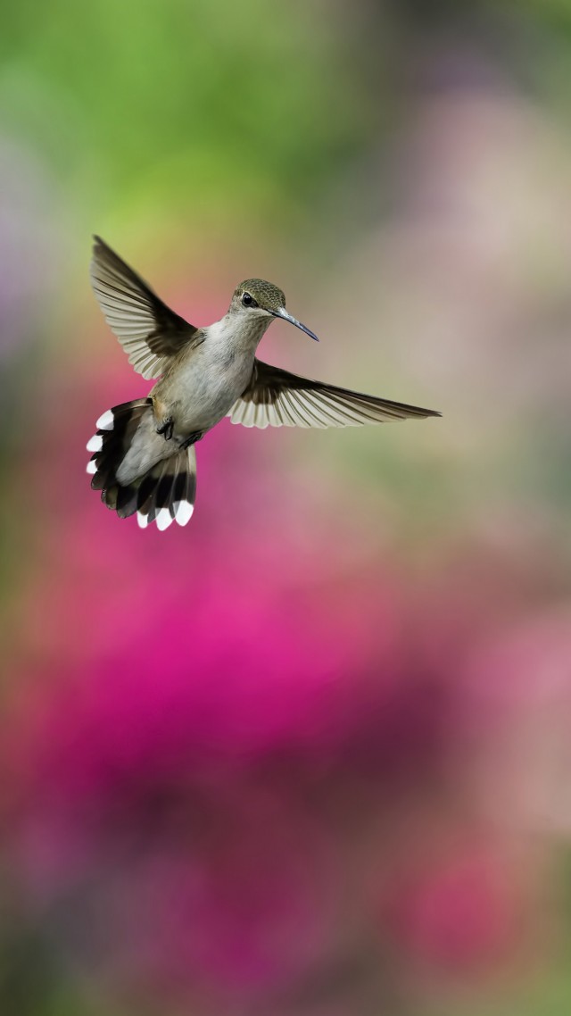 птица, птичка, красочный фон, размытие, колибри, Bird, Hummingbird, humming-bird, colorful, blur (vertical)