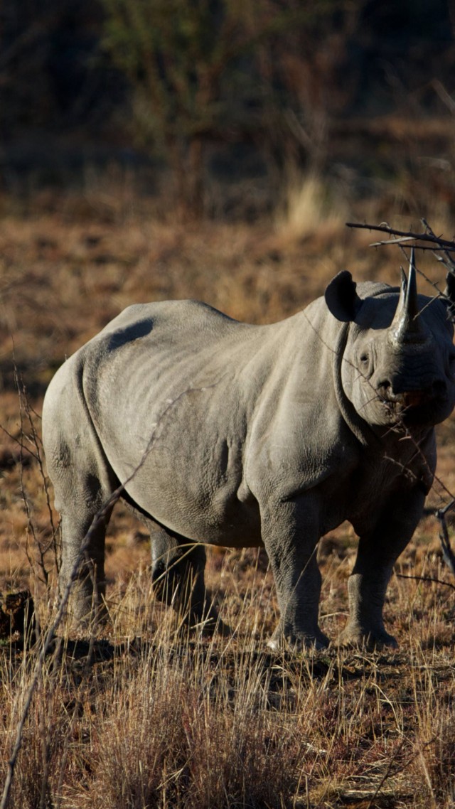 носорог, саванна, жара, коричневый фон, природа, rhino, savanna, heat, brown background, nature (vertical)