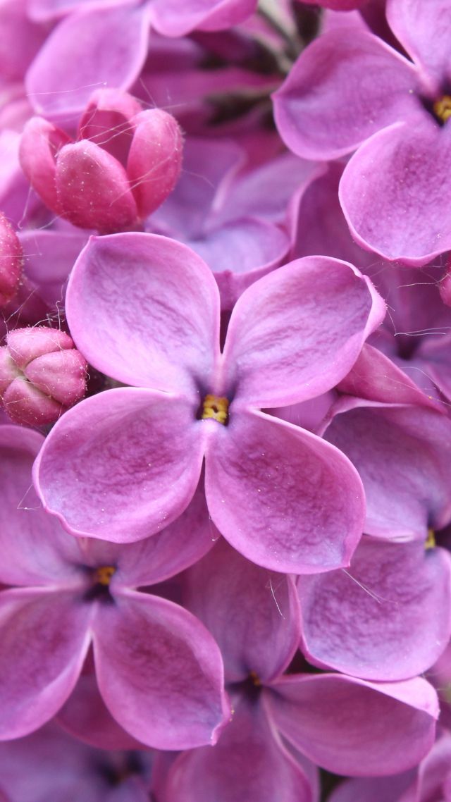 пурпурные, 5k, 4k, 8k, лилии, цветы, purple, 5k, 4k wallpaper, 8k, lilac, flowers (vertical)