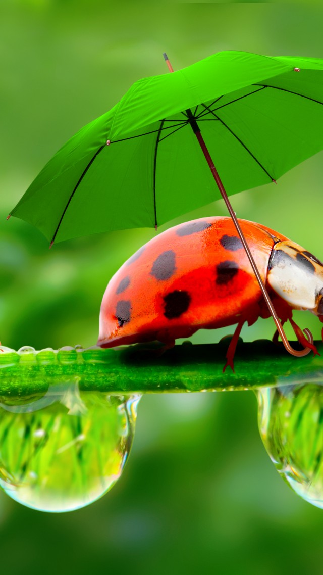 божьи коровки, зонтик, ladybug, red, green, grass, Umbrella (vertical)