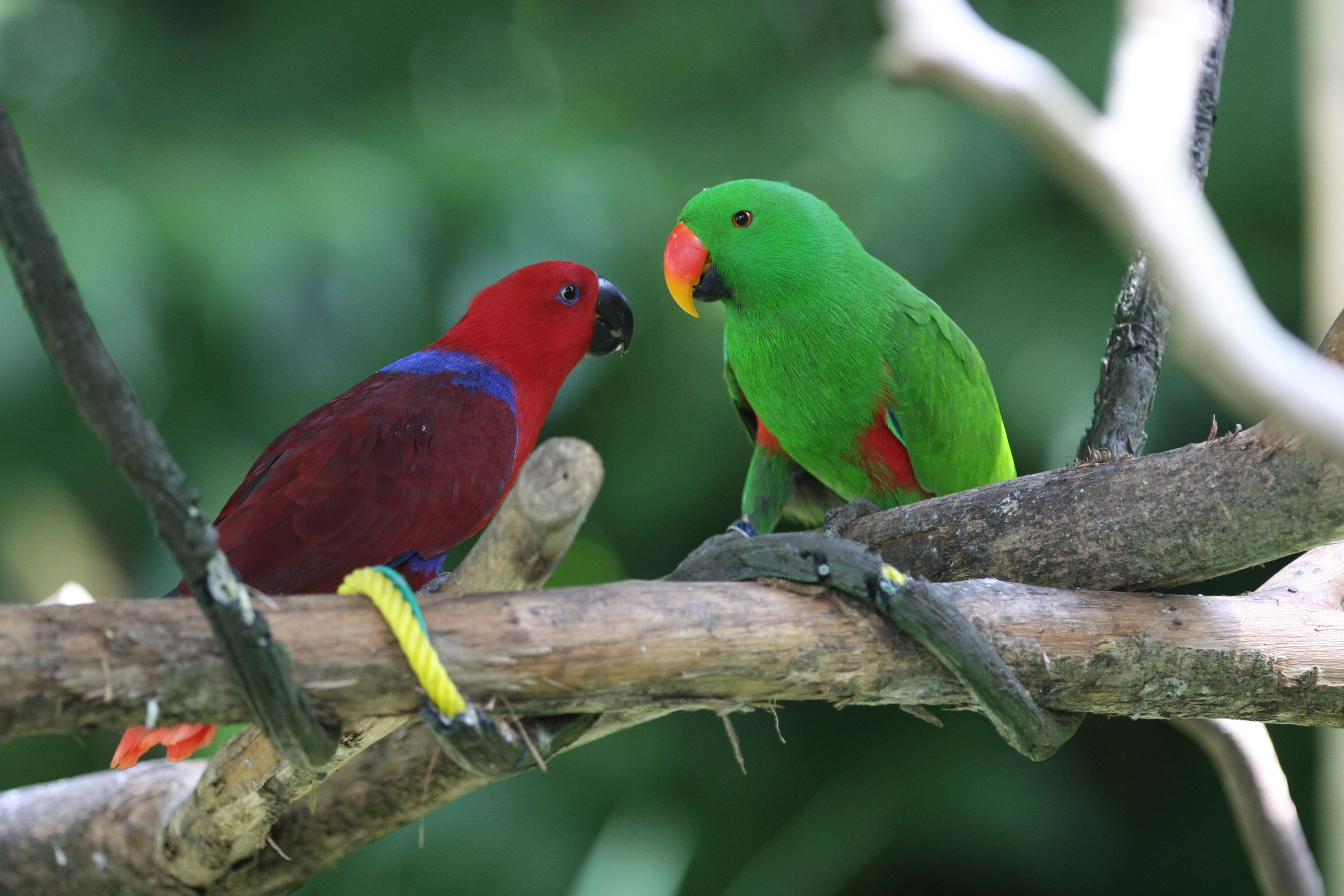 природа животные птицы попугай без смс