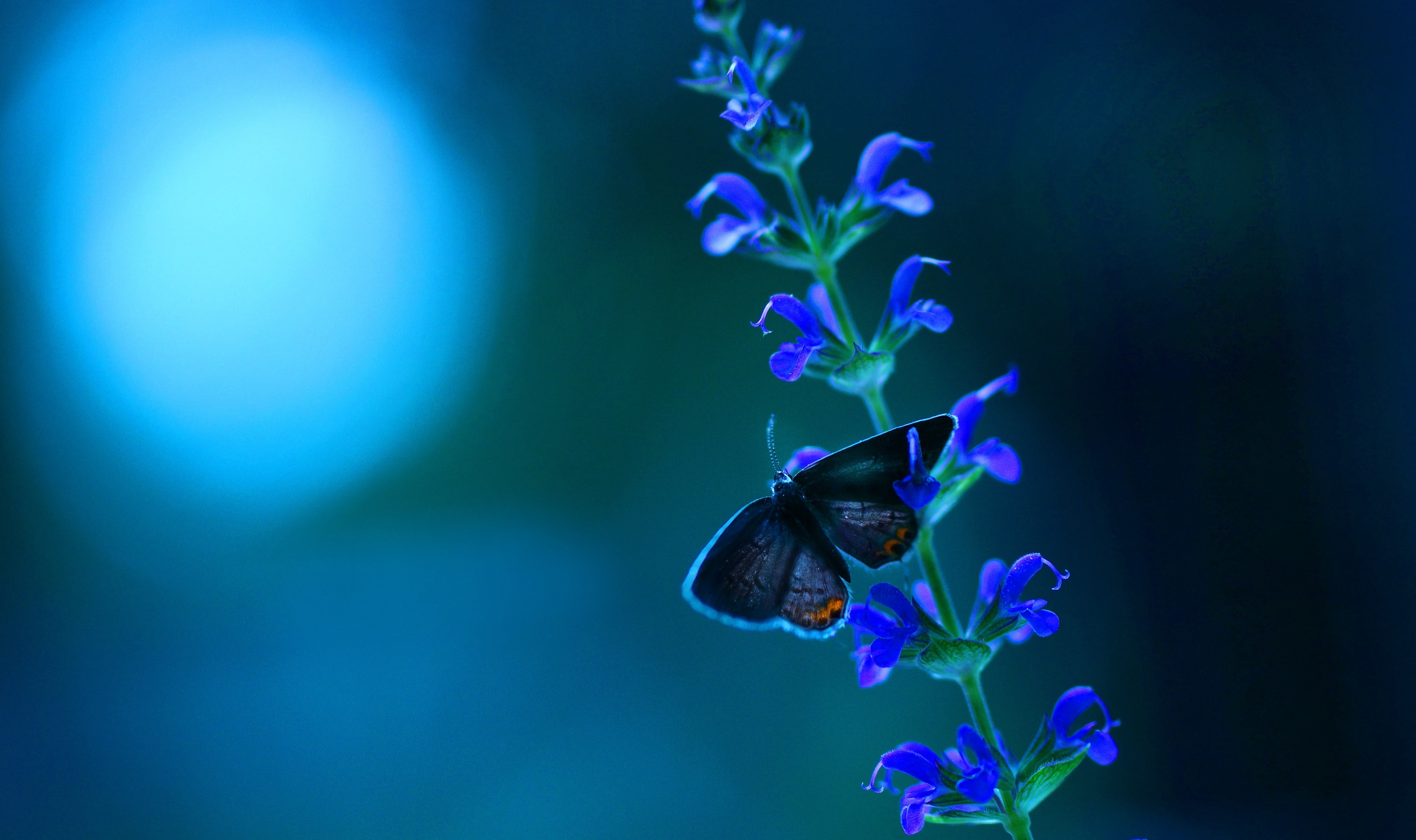 бабочка на цветке без смс