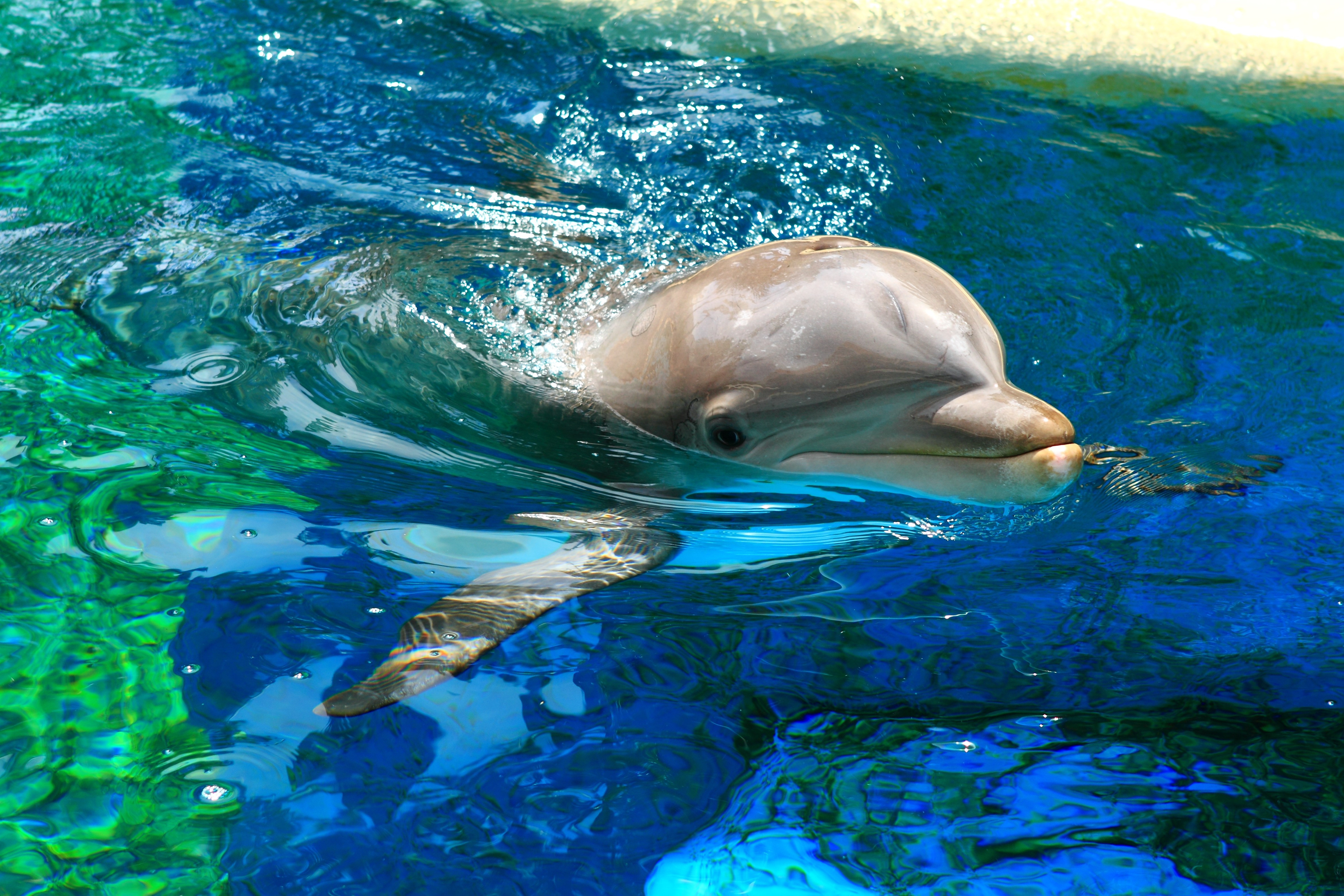 Дельфин бассейн скачать