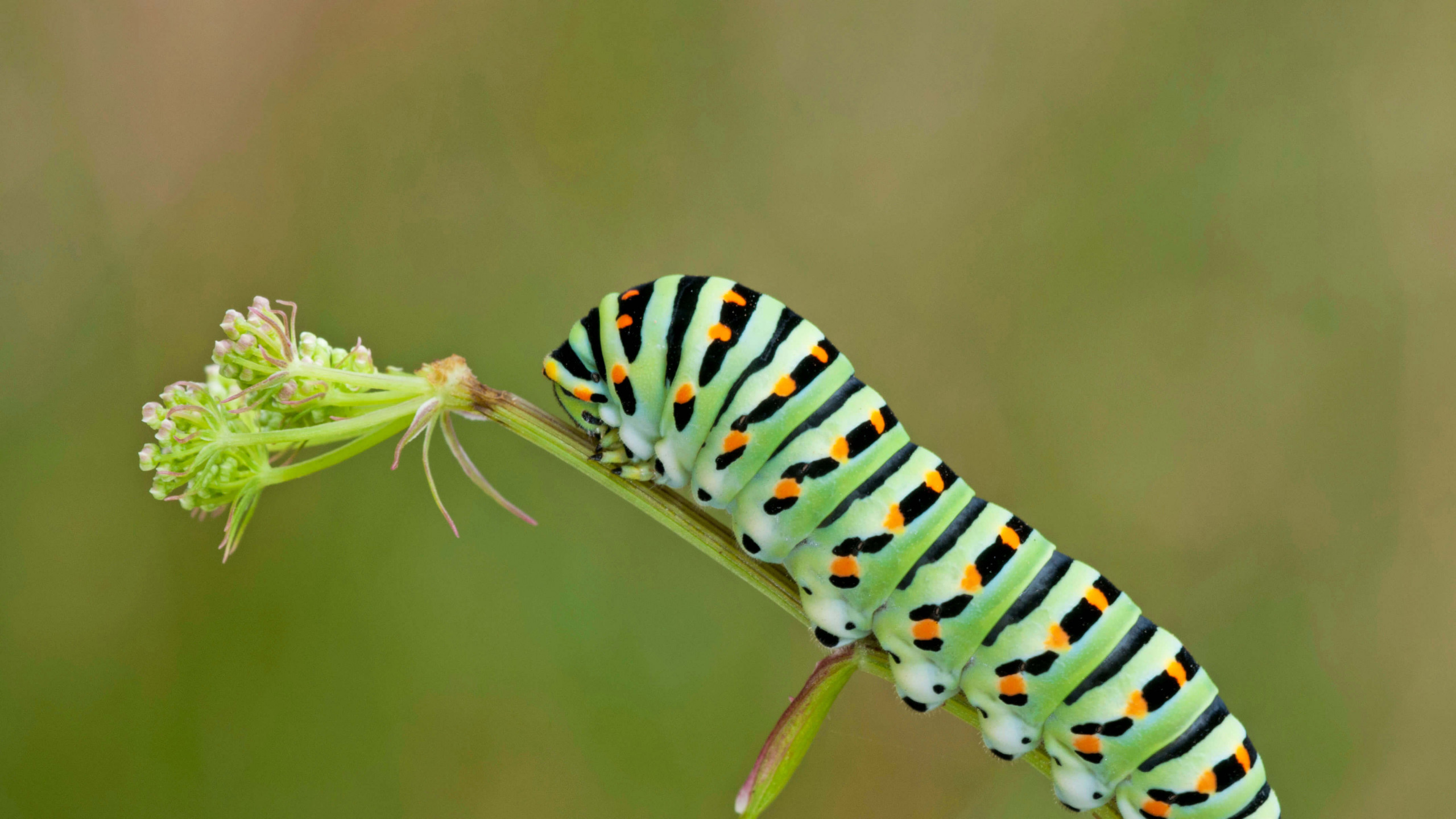 Green Caterpillar гусеница бабочки
