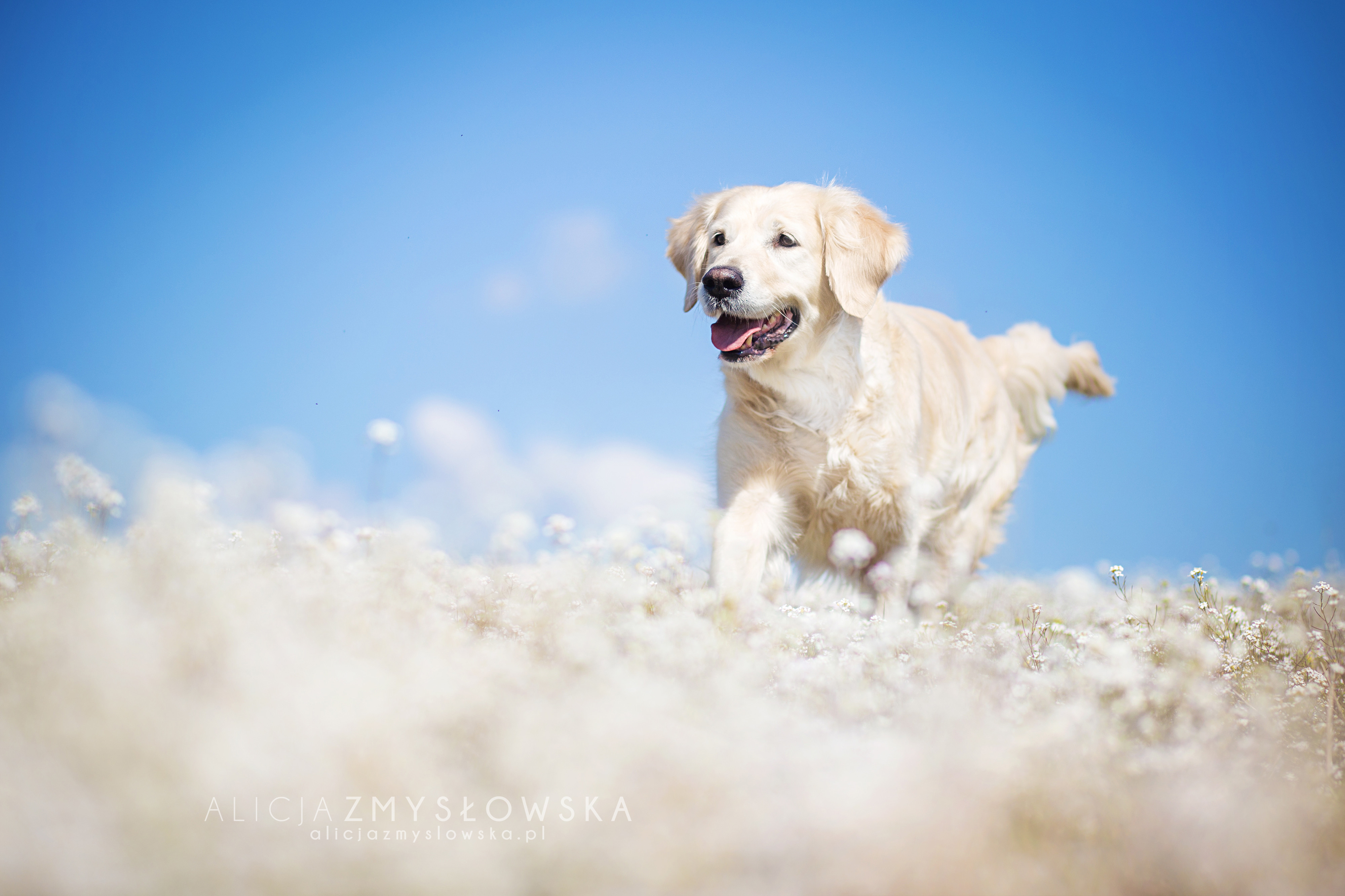 природа белая собака животное улыбка загрузить