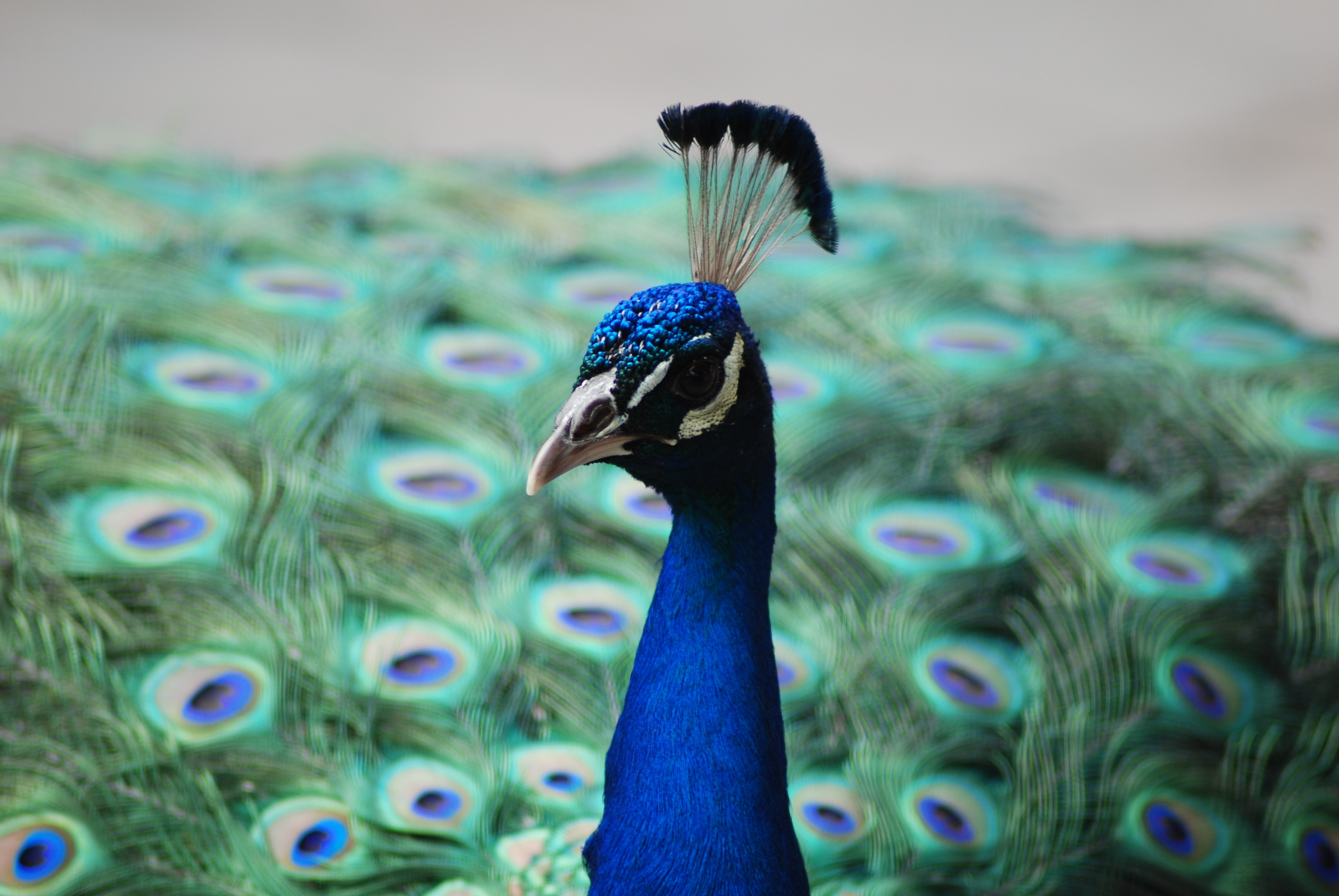 хвост павлин перья tail peacock feathers загрузить