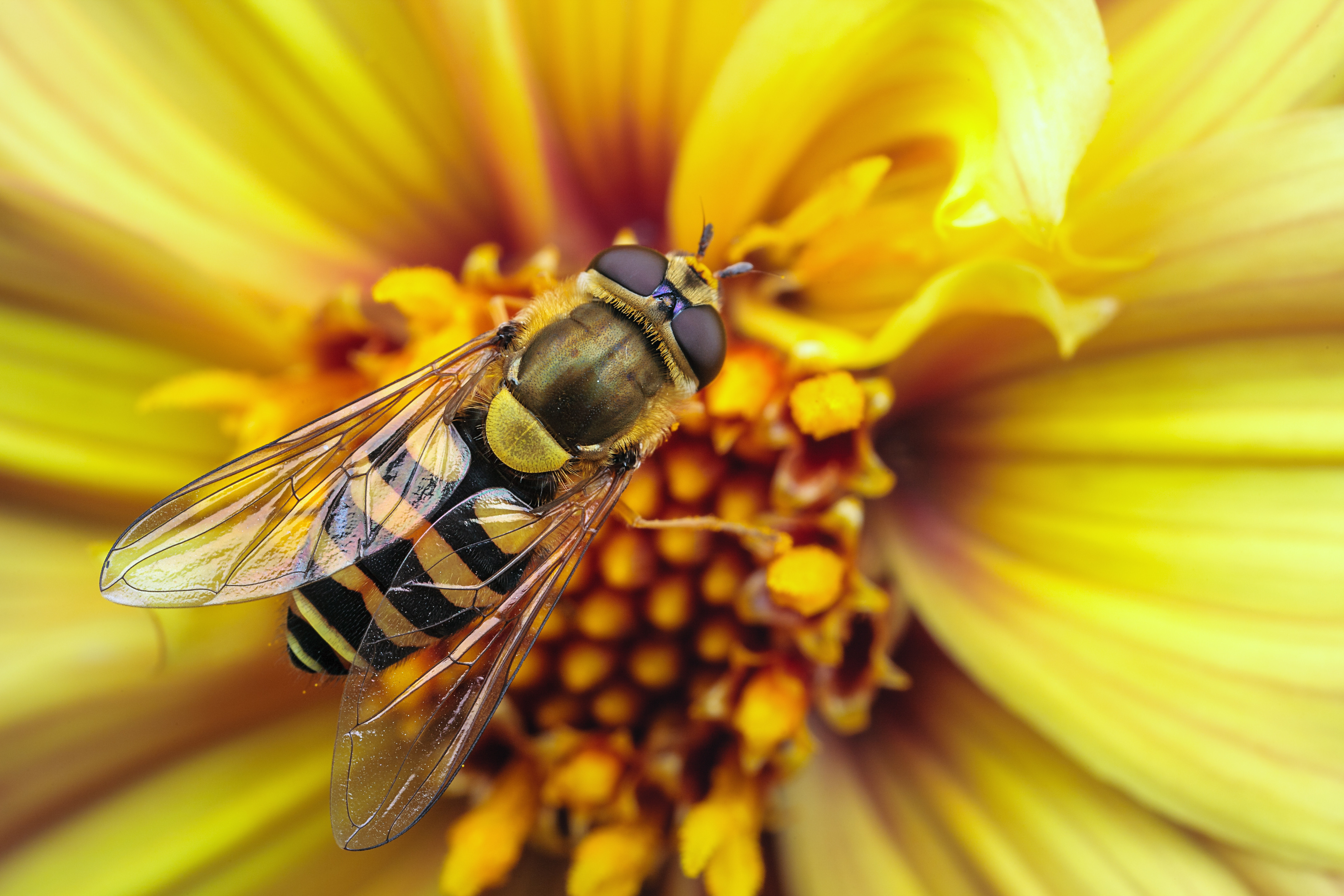 природа насекомое пчела цветы макро загрузить