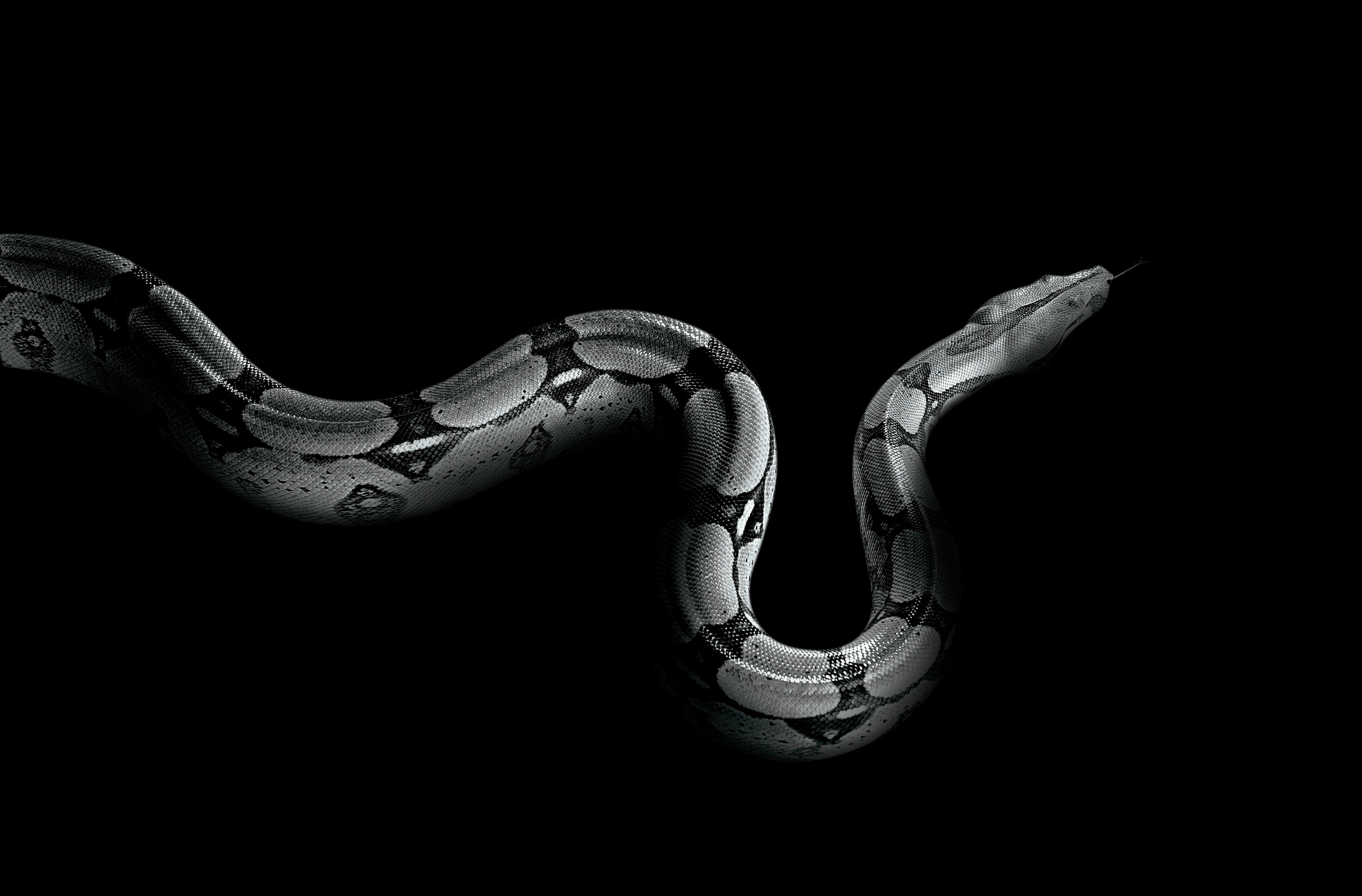 змея черная язык snake black language скачать