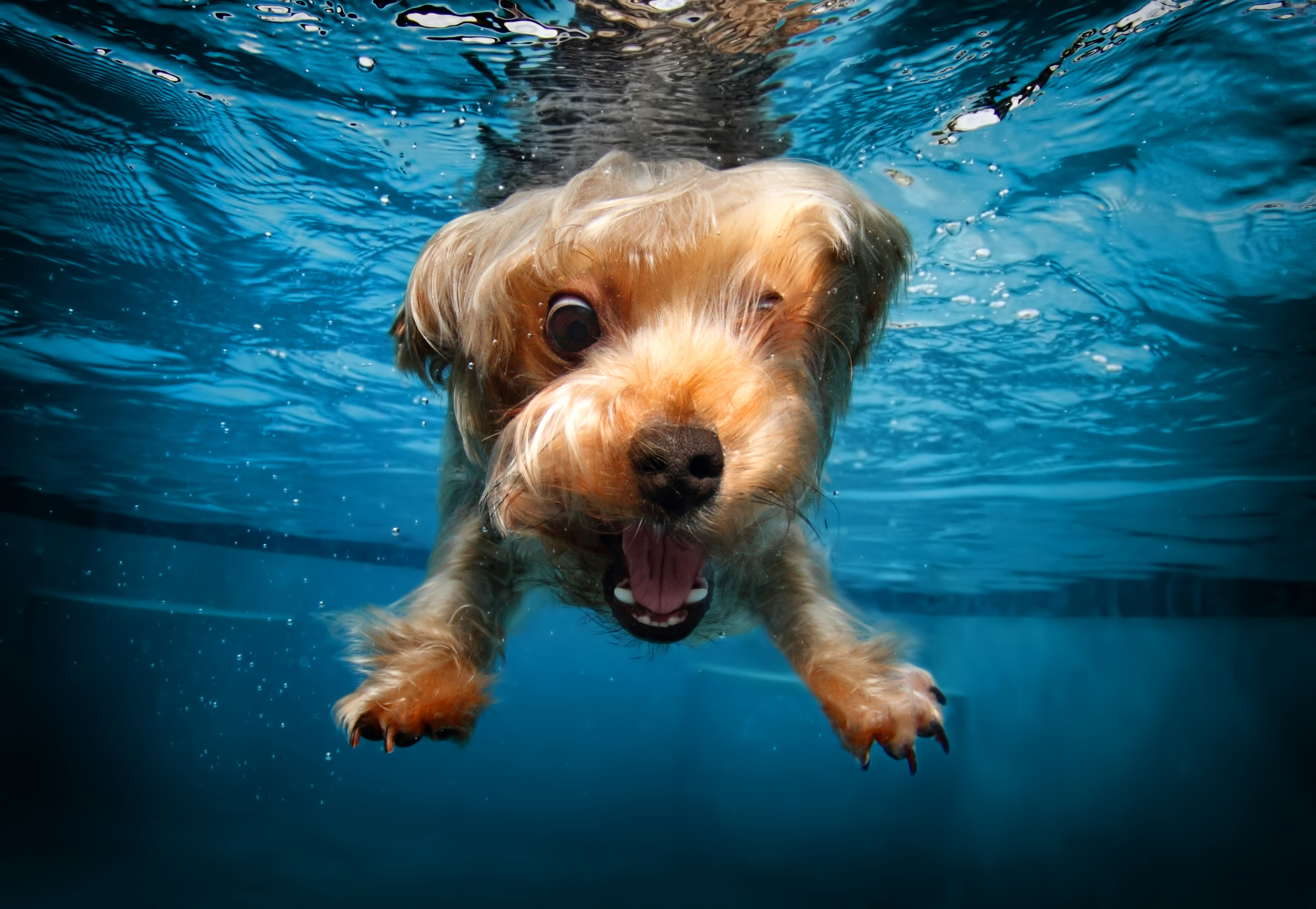 Собака купается вода скачать