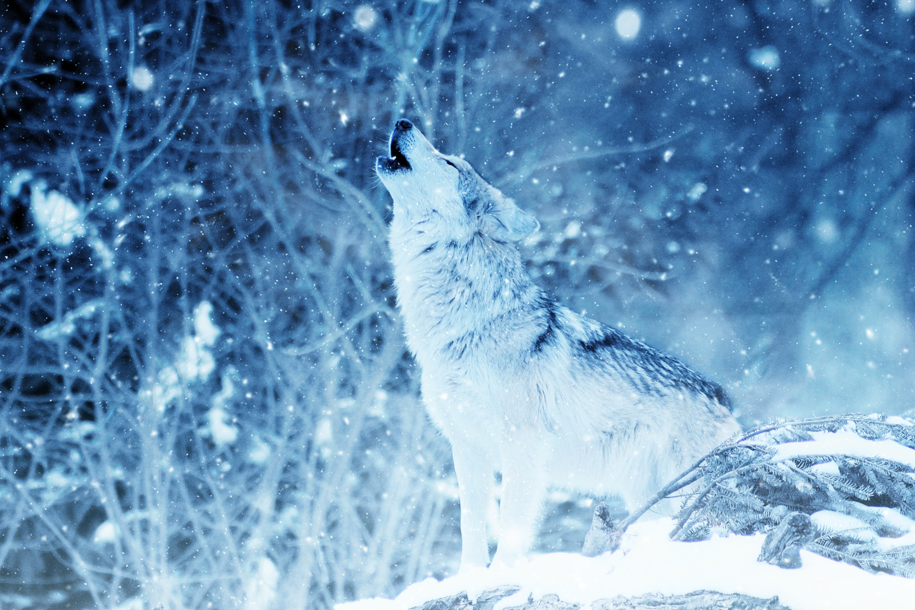 Волк в зимнем лесу без смс
